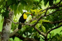 Tukan kratkozoby - Ramphastos sulfuratus - Keel-billed Toucan o5193